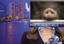 Embarrassing News Anchor  Moments