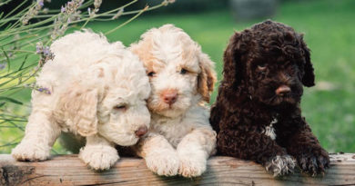 Top Eight Most Exotic and Sweetest Dog Breeds in the World