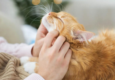 Top Ten Ways to Show Love to Your Cat