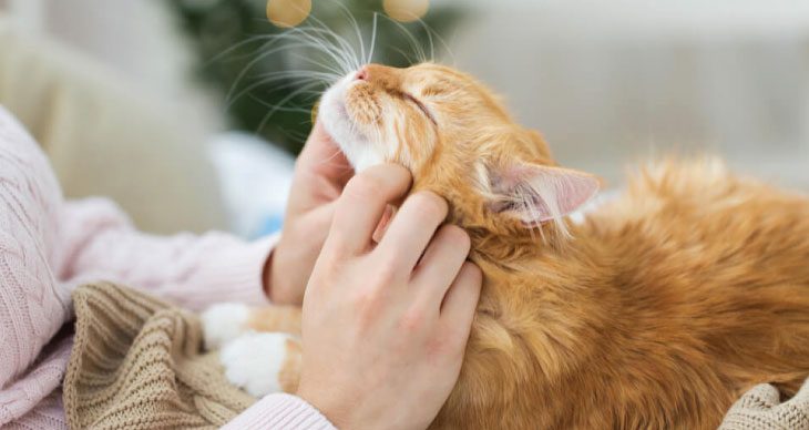 Top Ten Ways to Show Love to Your Cat