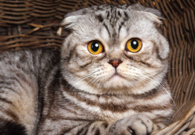 The Top 10 Most Expensive Cat Breeds in the World