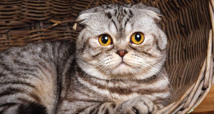 The Top 10 Most Expensive Cat Breeds in the World